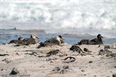 Riesensturmvogel (25 von 32).jpg